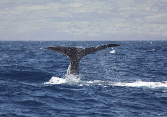 Observation of sperm whales in the Azores