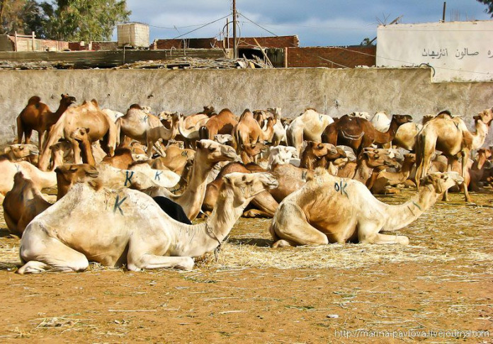 Birkash. On the largest camel market in North Africa