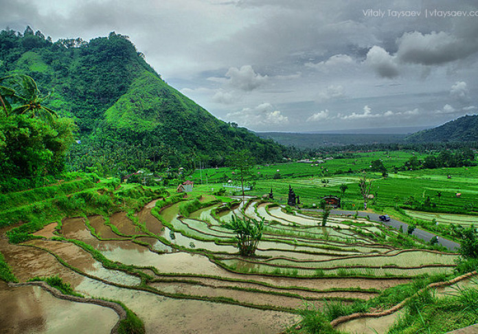 How to grow rice in Bali