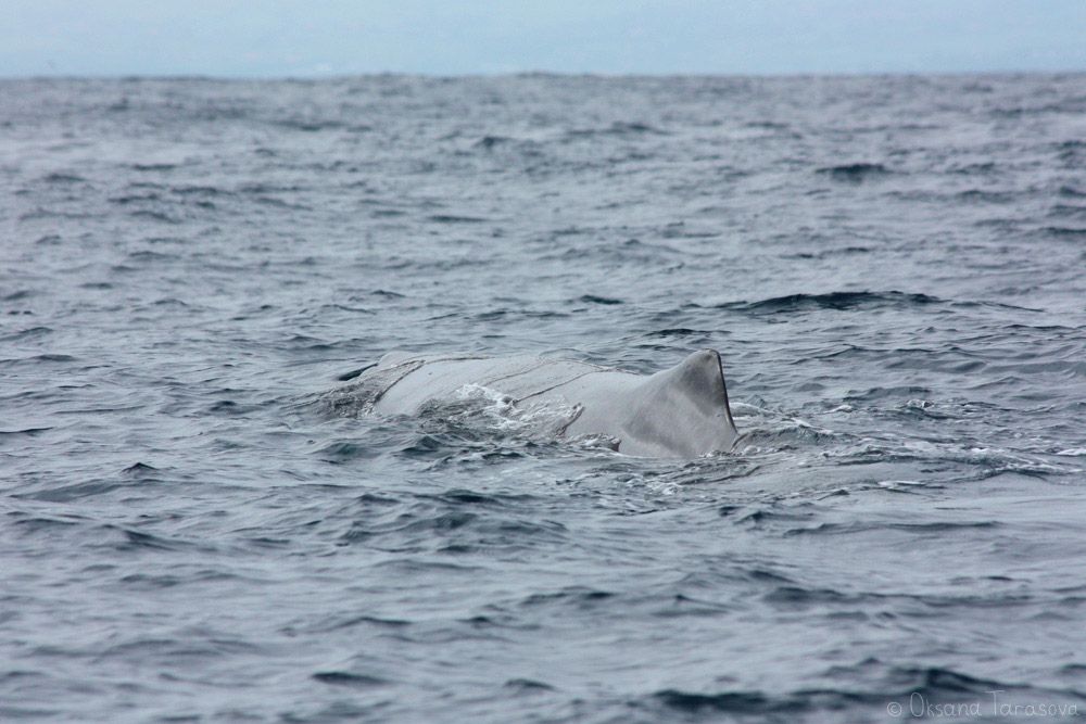 Kašaloty, Azores, Sperm whales, Azores
