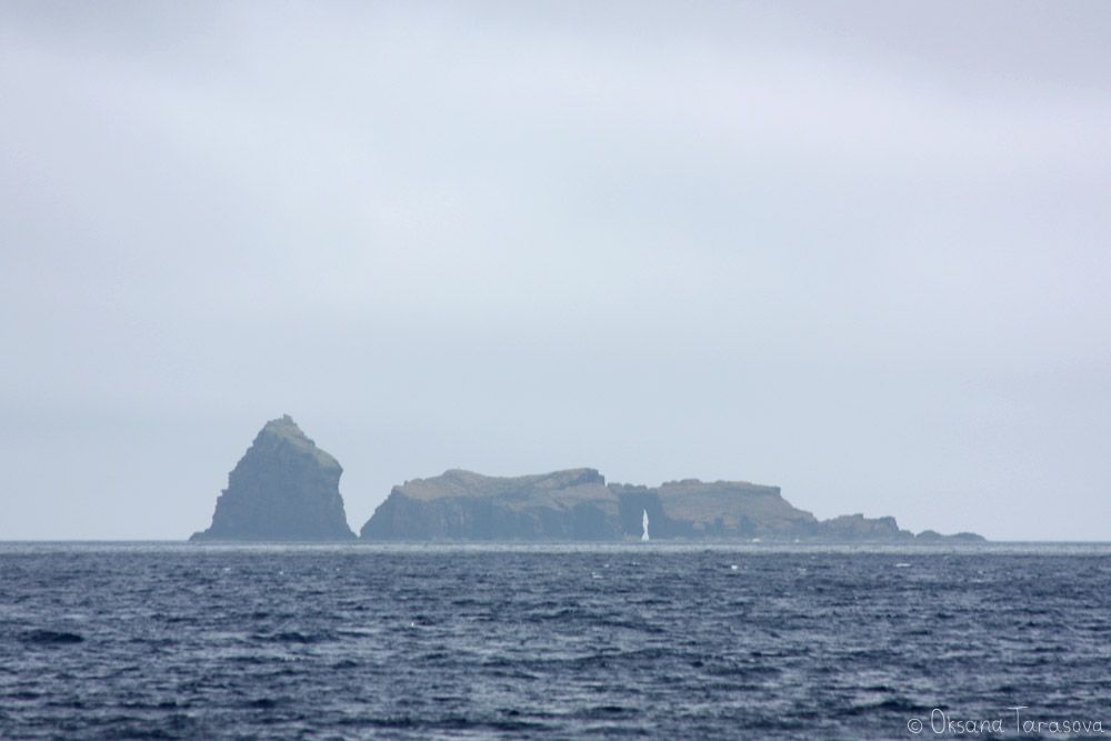 Kašaloty, Azores, Sperm whales, Azores