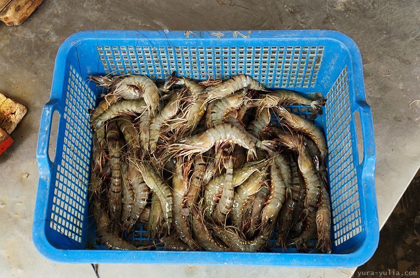 Bangladesh, shrimp, Munrigori, Bangladesh, shrimp, Munrigori