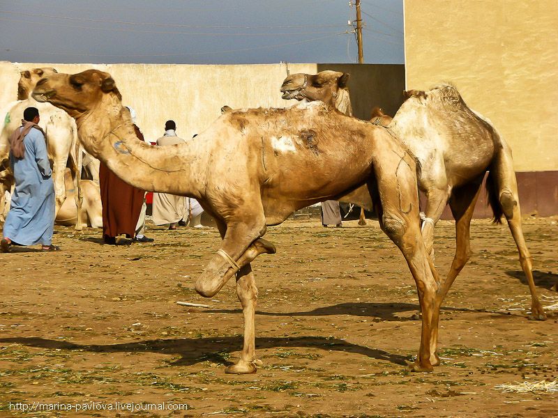 Birkash.  On the largest camel market in North Africa.  Birkash.  The largest camel market in North Africa
