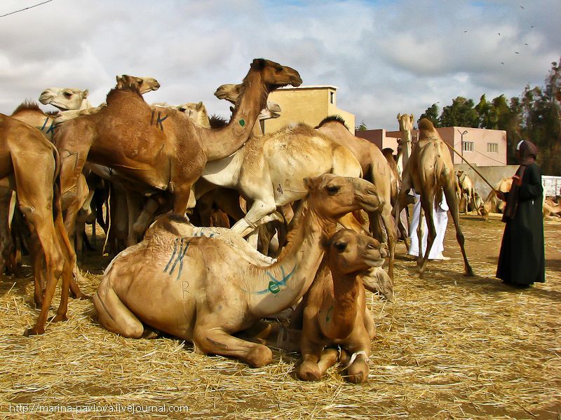 Birkash.  On the largest camel market in North Africa.  Birkash.  The largest camel market in North Africa