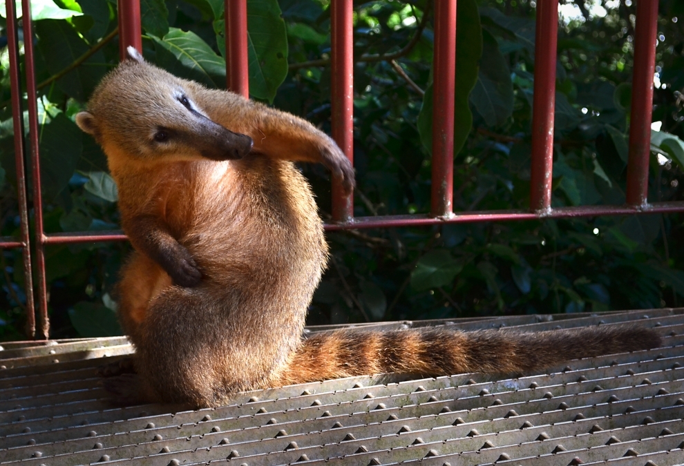 brazil, Iguazu, units which, Brazil Iguacu, raccoon, coati