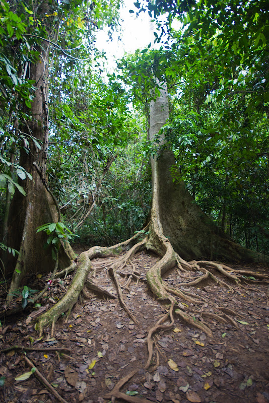 Национальный парк, Таман Негара, Малайзия, Taman Negara National Park, Malaysia