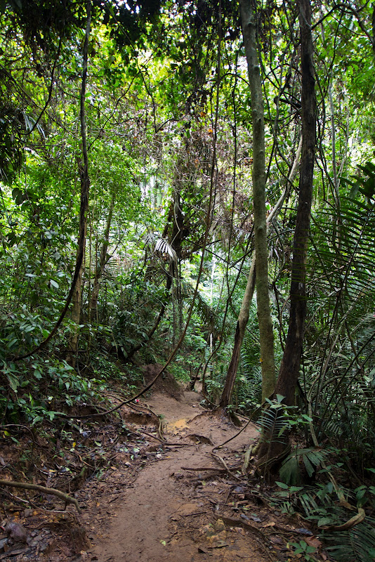 Национальный парк, Таман Негара, Малайзия, Taman Negara National Park, Malaysia