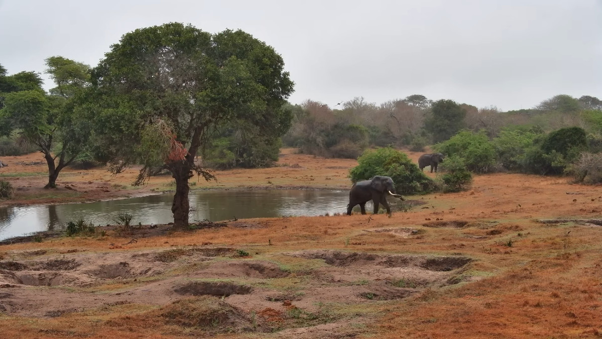 Tembe Elephant Park