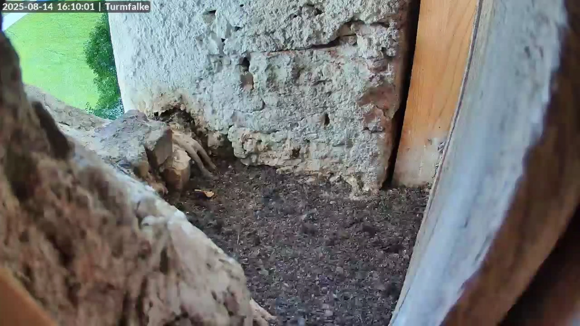 Рупольдінг