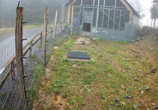 Bears, Grouse Mountain, British Columbia