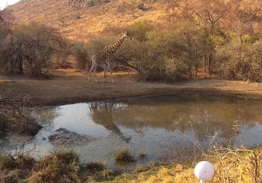 Pilanesberg National Park