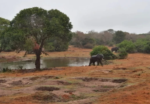 Tembe Elephant Park