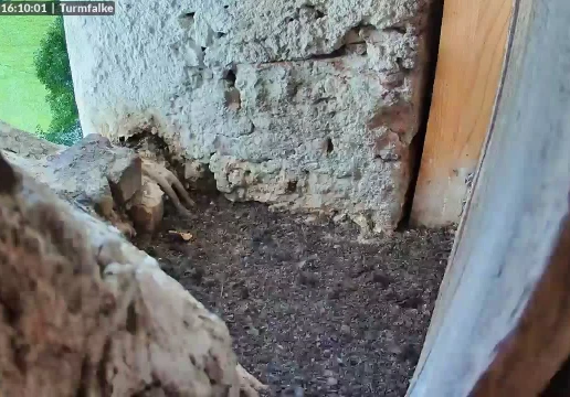 Рупольдінг