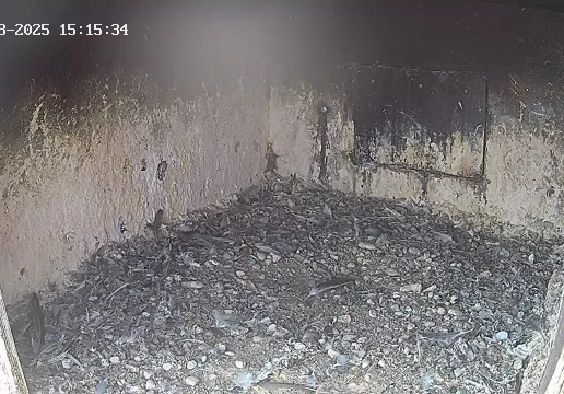 Гоенкаммер